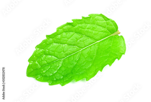 Mint leaves with water drop isolated on white background.