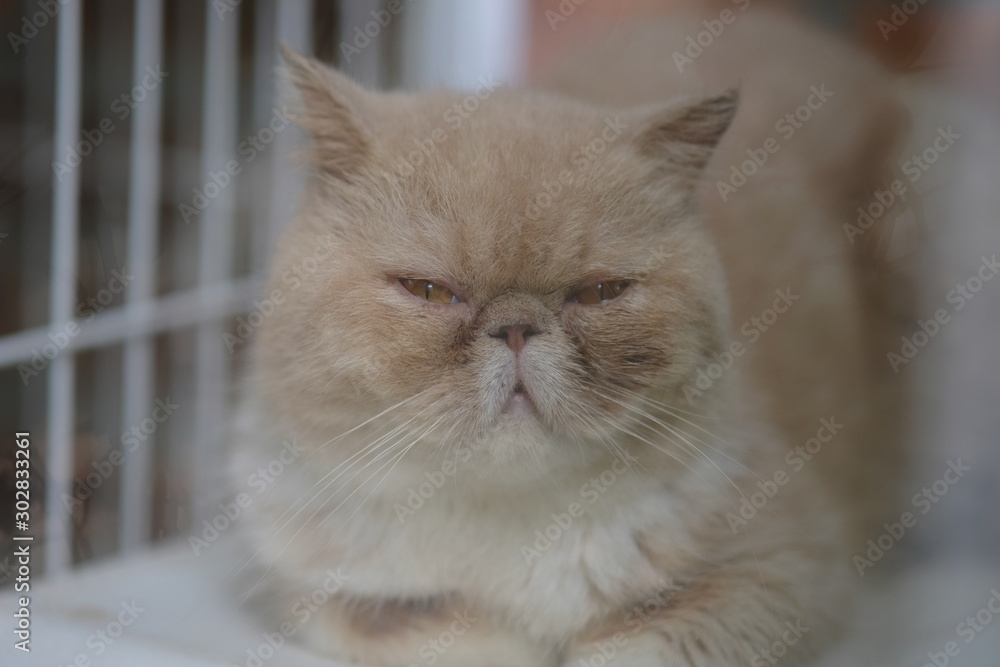 closeup portrait of a cat