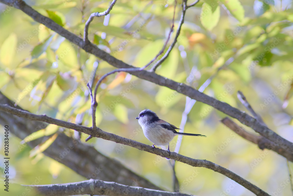 long tailed tit on branch long tailed tit on branch