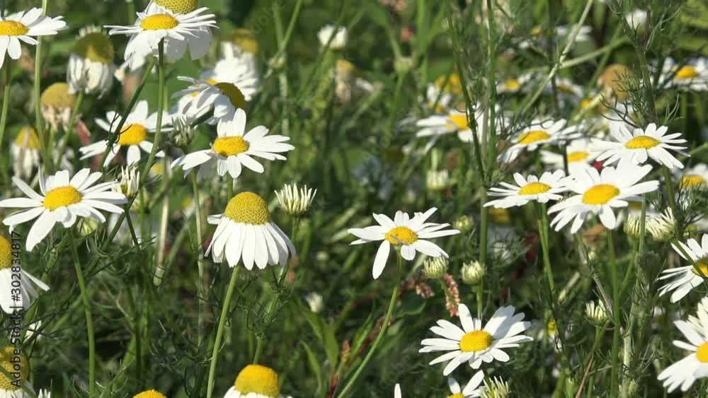 wild chamomile flower in the nature wild chamomile flower in the nature