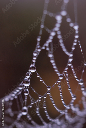 Spider web covered with morning dew in autumn closeup. Shallow depth of field