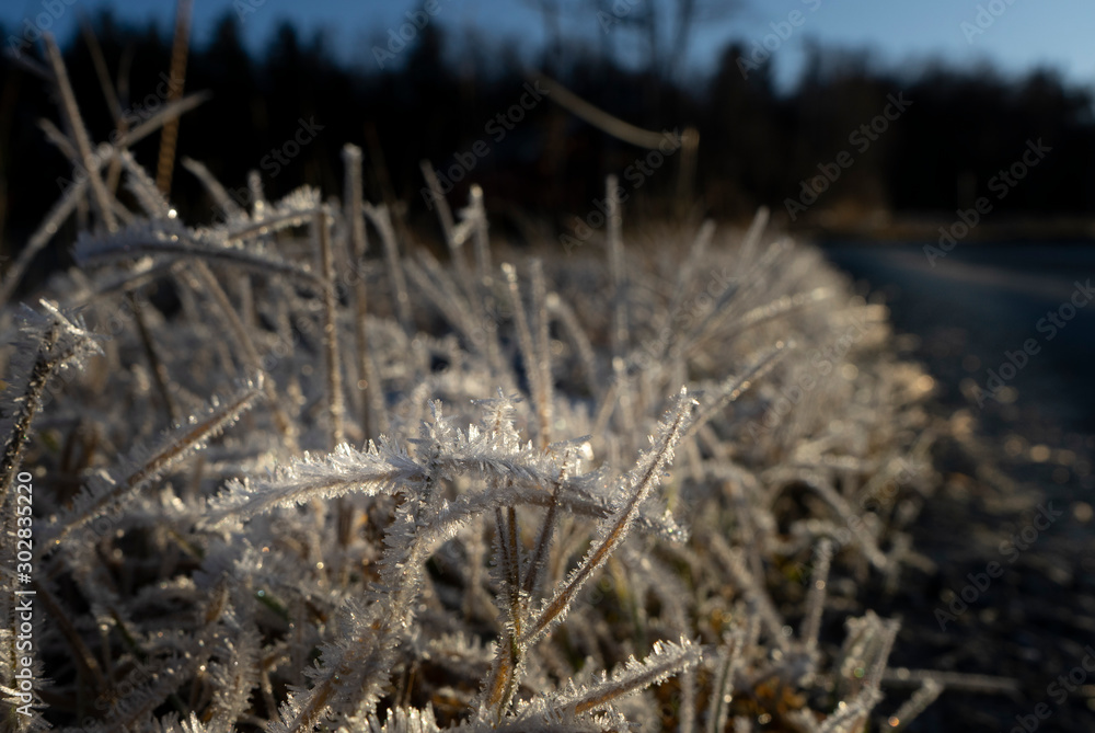frost on grass in Norway frost on grass in Norway