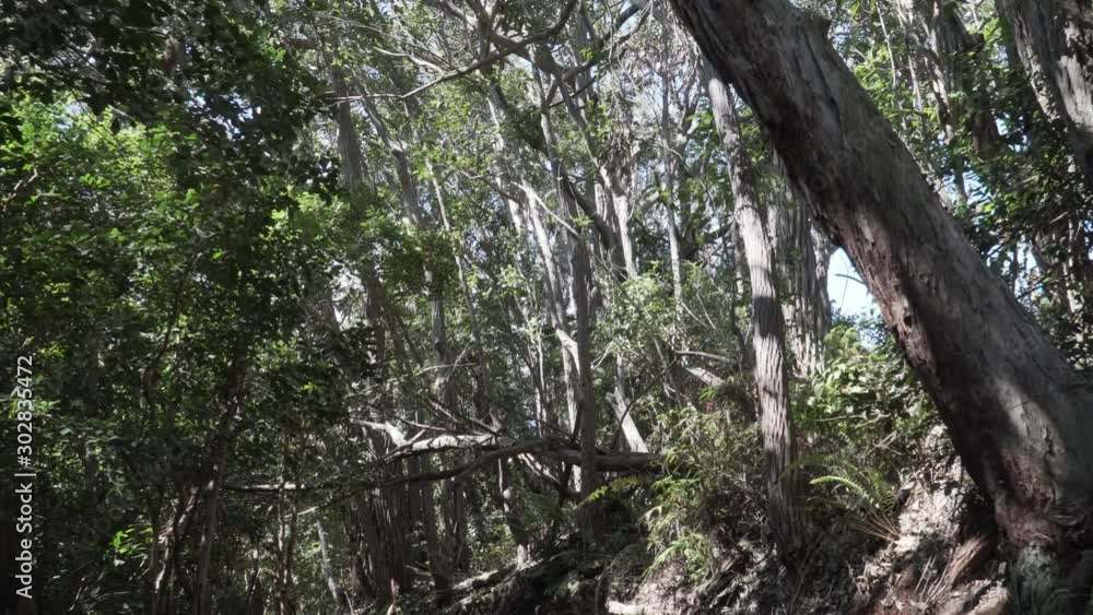 Slow walk through a eucalyptus forest Slow walk through a eucalyptus forest