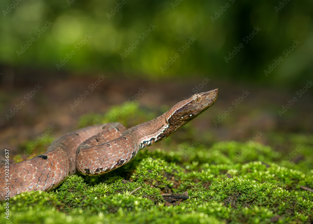 Hump Nose Pit viper seen at Dandeli,Karnataka,India Hump Nose Pit viper seen at Dandeli,Karnataka,India