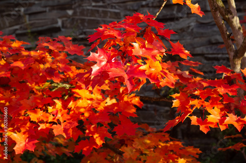 Red orange fall leaves on tree showing beautiful fall seasonal colors with close up leaves