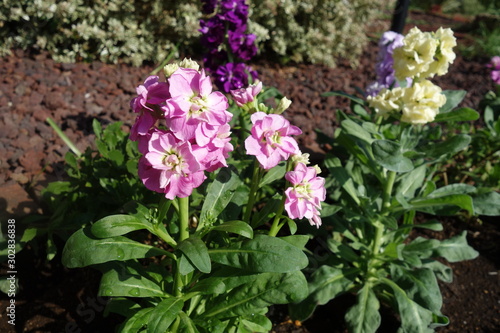 ピンクのアラセイトウの花