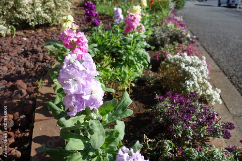 Wallpaper Mural 紫のストックの花 Torontodigital.ca