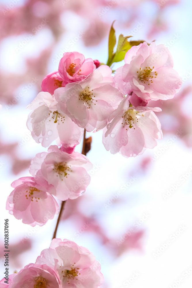 Pink sakura flowers, spring sakura blossom. Spring time. Background of spring flowers Pink sakura flowers, spring sakura blossom. Spring time. Background of spring flowers