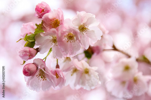 Pink sakura flowers  spring sakura blossom. Spring time. Background of spring flowers