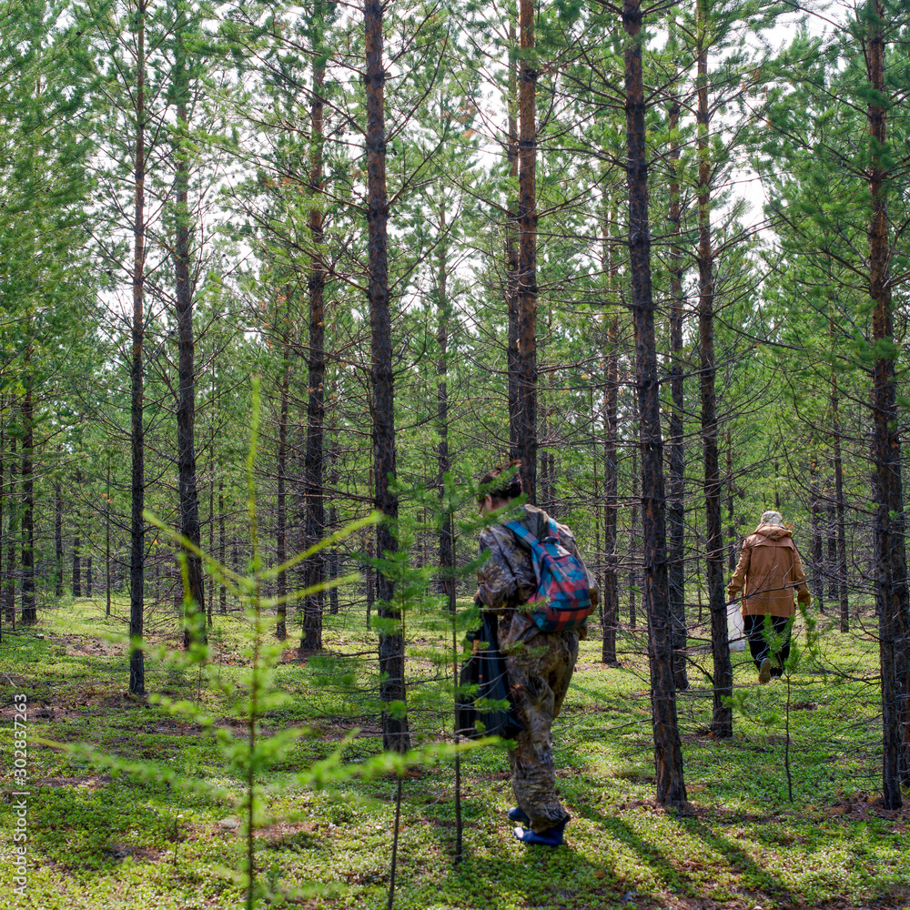 Two Yakut women walk through a pine forest in search of mushrooms in the wild taiga of the North of Yakutia.