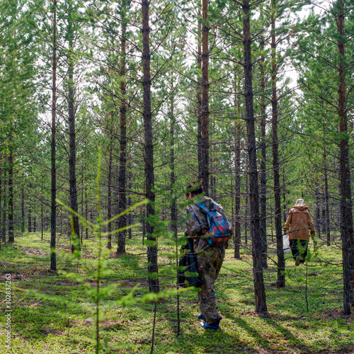 Two Yakut women walk through a pine forest in search of mushrooms in the wild taiga of the North of Yakutia.