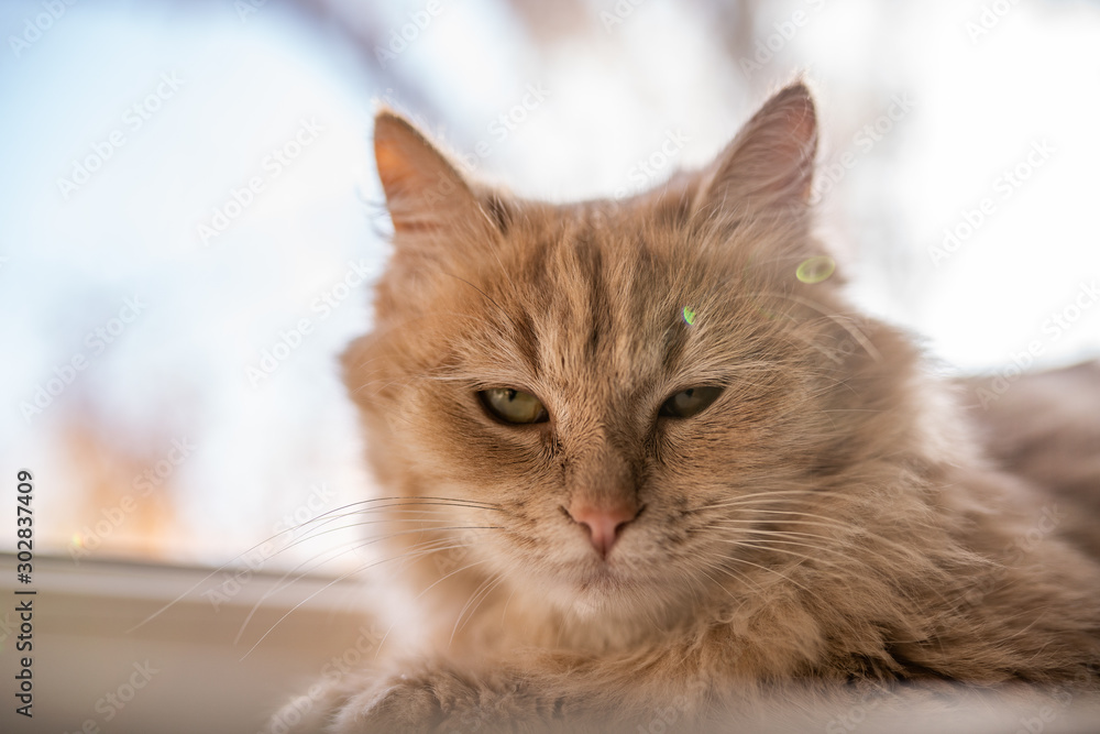 cat on the windowsill looks out the window