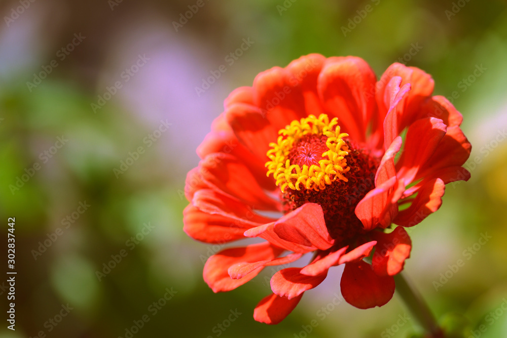 Beautiful zinnia flower in a summer garden on a sunny day close-up. Retro style toned Beautiful zinnia flower in a summer garden on a sunny day close-up. Retro style toned