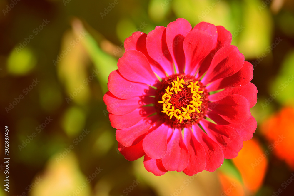 Beautiful zinnia flower in a summer garden on a sunny day close-up. Retro style toned