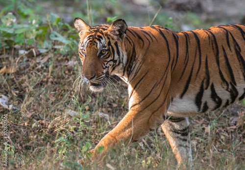 Tiger walking in golden sunlight in Kabini Forest  Nagarhole National Park in India  very rare shot  tiger stripes  india  Panthera tigris bengalensis