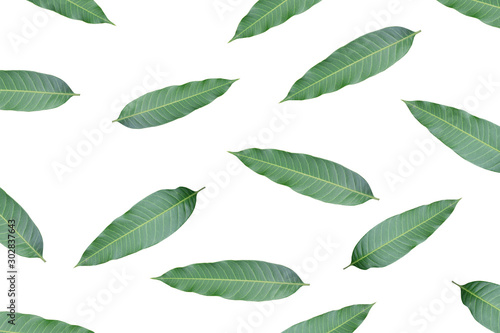 Mango leaf pattern on white background.