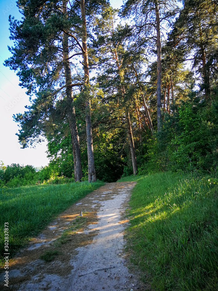 Fototapeta premium Road in a pine forest on a Sunny summer day