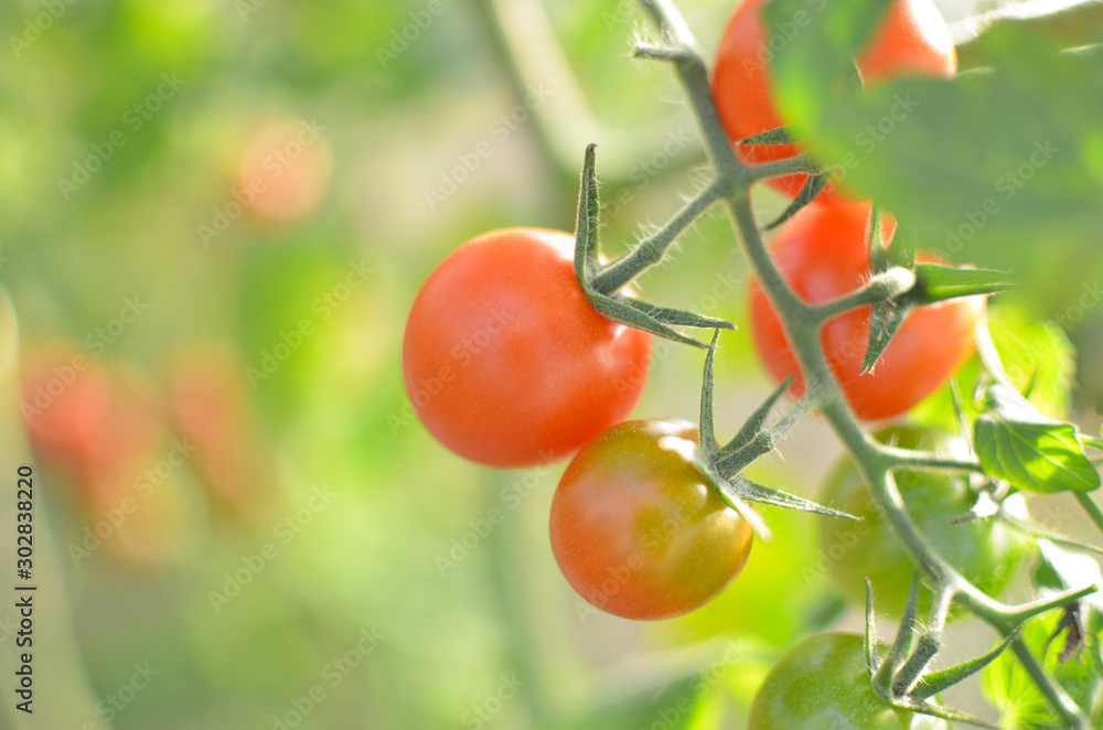 Close up of two cherry tomatoes in a greenhouse