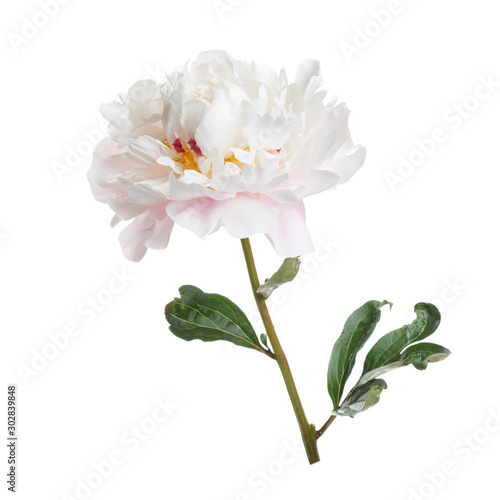 Delicate peony flower Isolated on a white background.