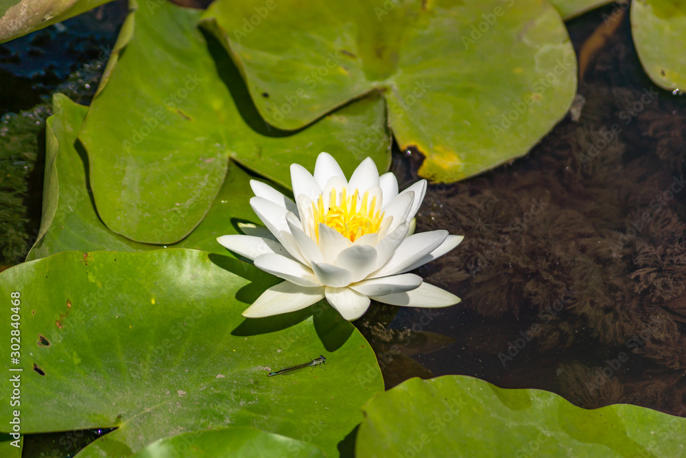 Blooming lotuses in the river. Trees bent over the water. Large white flowers with large leaves growing in a pond. Blooming lotuses in the river. Trees bent over the water. Large white flowers with large leaves growing in a pond.