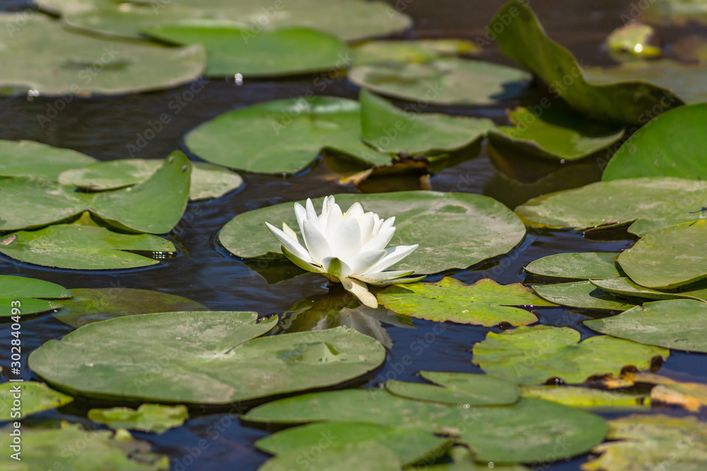 Blooming lotuses in the river. Trees bent over the water. Large white flowers with large leaves growing in a pond. Blooming lotuses in the river. Trees bent over the water. Large white flowers with large leaves growing in a pond.
