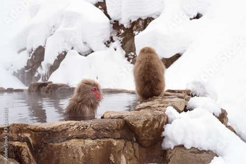 Photography Japanese macaques or snow monkeys bathing in hot springs　地獄谷の温泉につかる日本猿