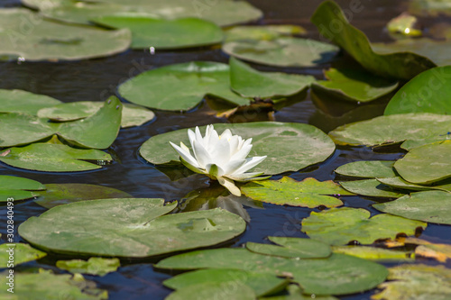 Blooming lotuses in the river. Trees bent over the water. Large white flowers with large leaves growing in a pond.