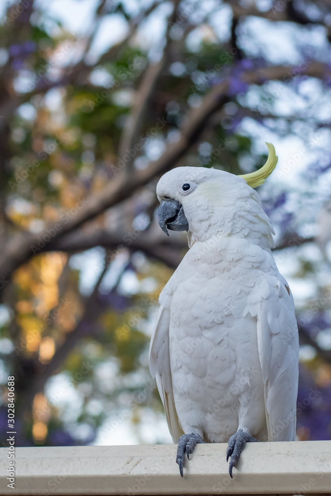 Fototapeta premium Sulphur-crested cockatoo seating on a fence with beautiful blooming jacaranda tree background. Urban wildlife. Australian backyard visitors