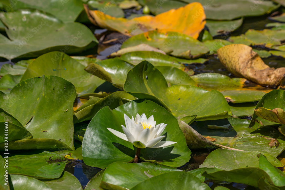 Blooming lotuses in the river. Trees bent over the water. Large white flowers with large leaves growing in a pond. Blooming lotuses in the river. Trees bent over the water. Large white flowers with large leaves growing in a pond.