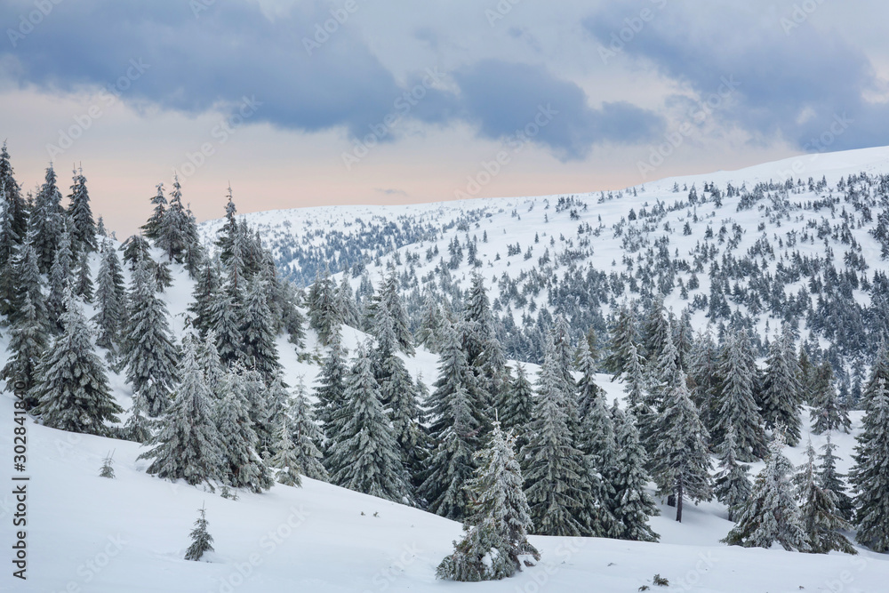 Winter forest