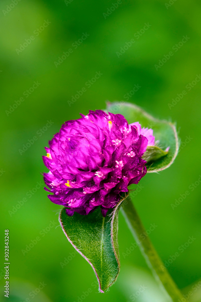 Fototapeta premium Gomphrena globosa L