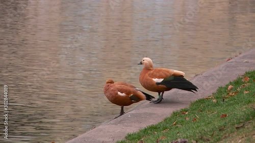 red duck Ogar on Chistiye Prudy Clean Ponds Boulevard and Park Tadorna ferruginea photo