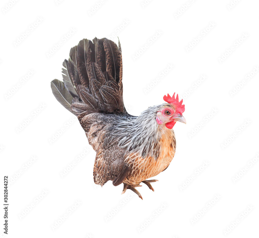 Fototapeta premium Rooster bantam tri-coloured beautiful patterns standing isolated on white background with clipping path