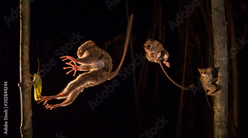 Tarsier Leaping - Composite photo of tarsier jumping onto katydid, Tangkoko WIldlife Reserve, Indonesia