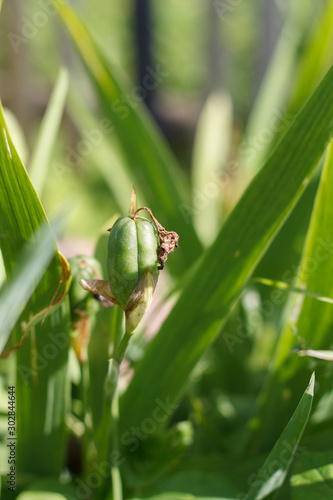 field plant on grass background close up