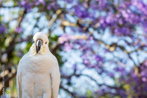 Fototapeta Naklejka Na Ścianę i Meble -  Close up of sulphur-crested cockatoo with purple blooming jacaranda tree on background. Urban wildlife. Australian backyard visitors