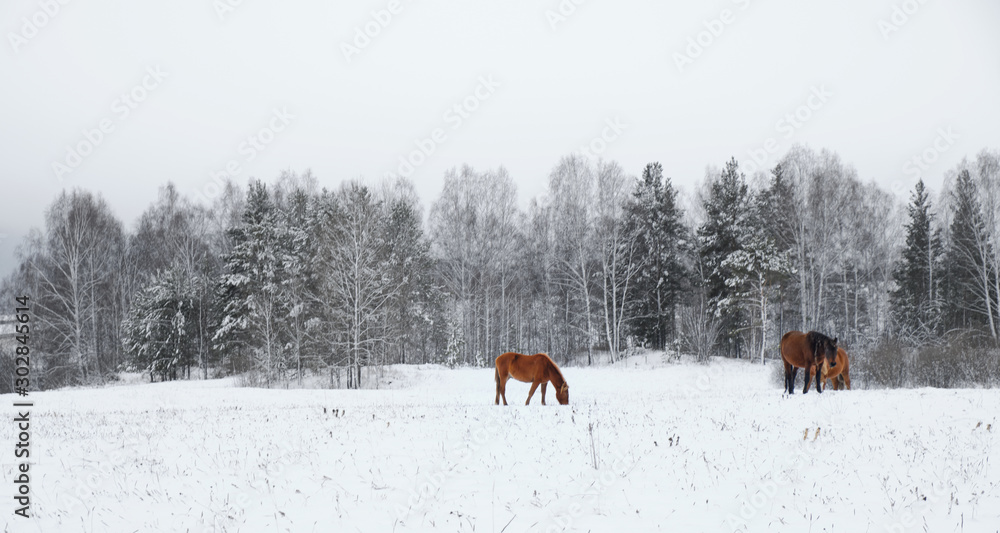 A group of horses in a winter paddock field A group of horses in a winter paddock field