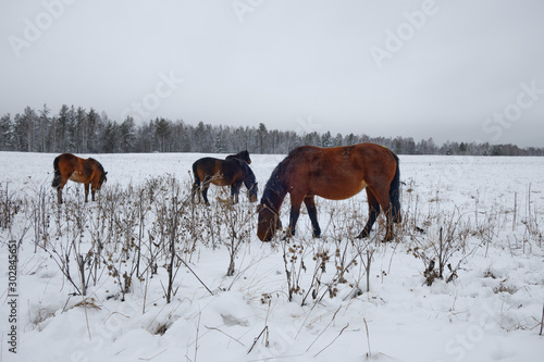 A group of horses in a winter paddock field