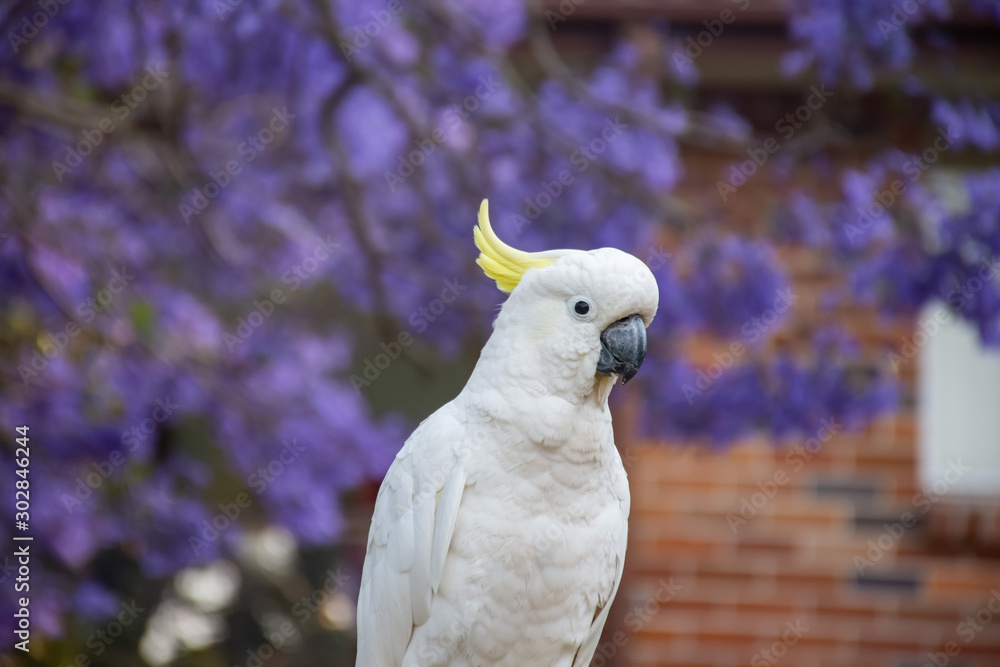 Close up of sulphur-crested cockatoo with purple blooming jacaranda tree on background. Urban wildlife. Australian backyard visitors