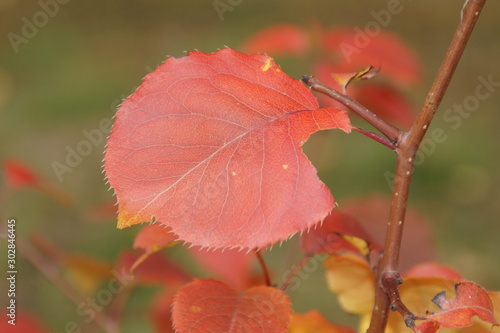 Colors of autumn create a bright background and a great mood