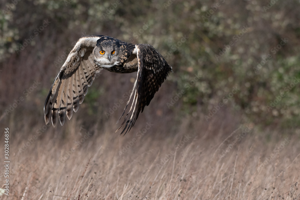 Fototapeta premium Eurasian Eagle Owl (Bubo bubo) flying above a field in Gloucestershire, UK