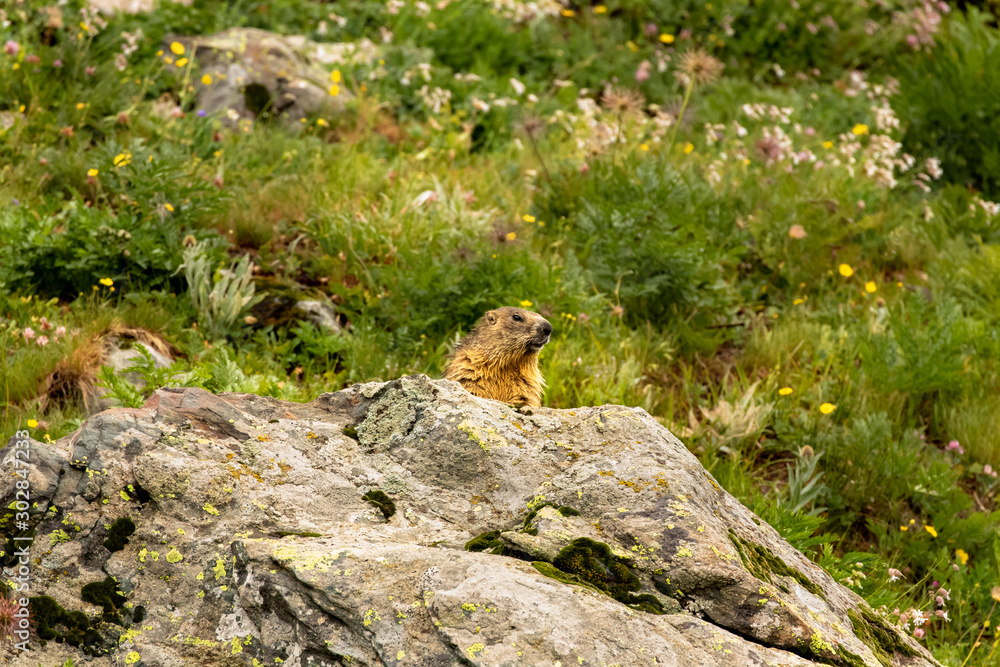 parco nazionale del gran paradiso, marmotta sbuca dalla tana