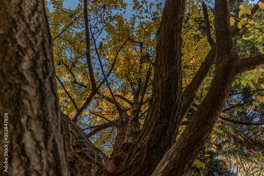 Obraz premium Arbol en otoño