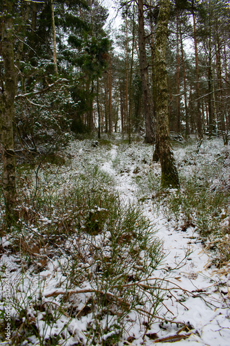 Snowy path in forest