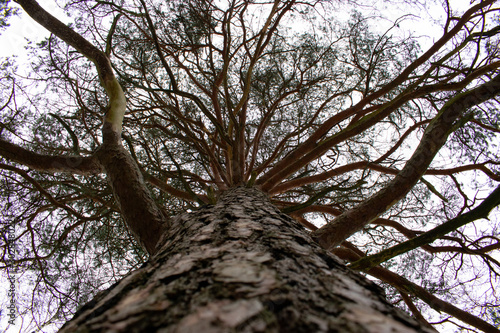 tree and sky