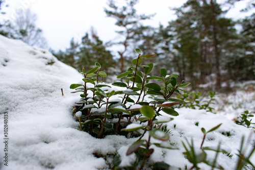 Snowy plant