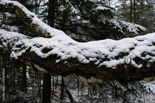 trees in winter
