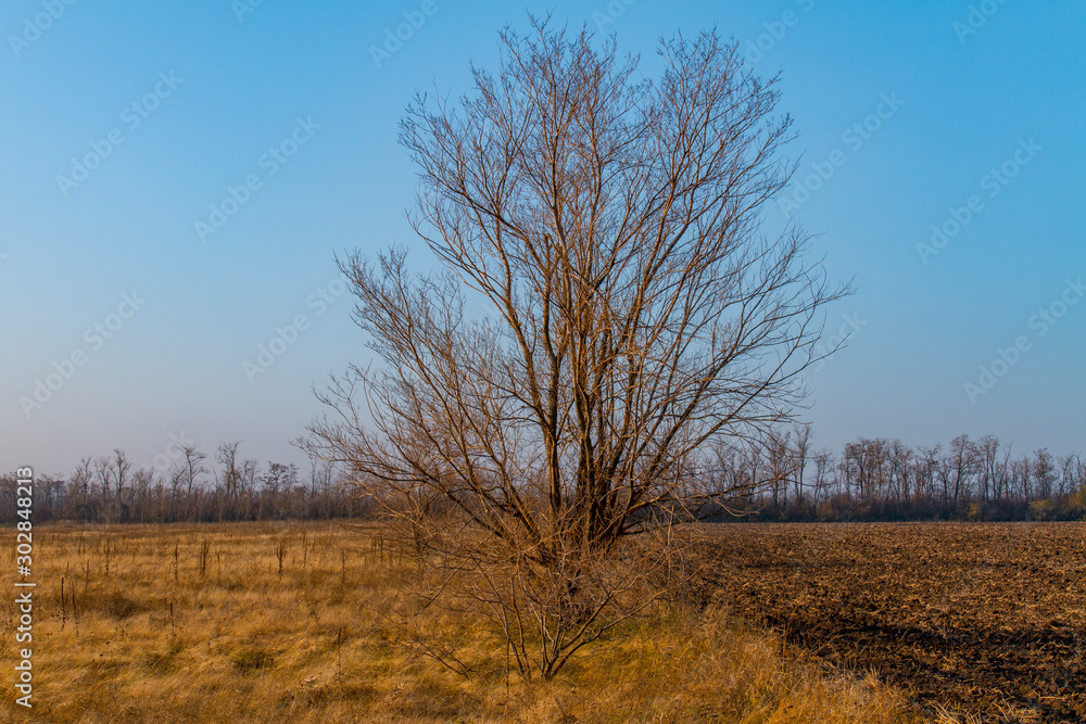 Lonely tree on between arable and steppe