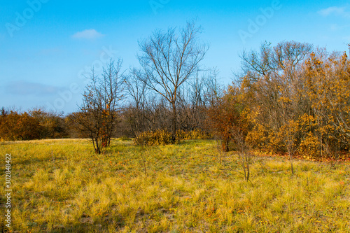 Shovkun (barren mulberry tree)