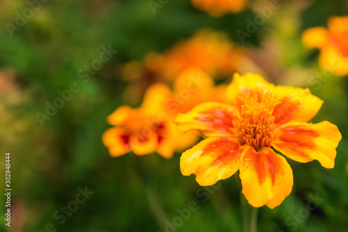 Horizontal greeting card with tagetes flower © Olha
